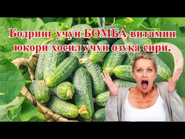 Уй шароитида Бодринг учун витаминли Бомба, бодринг етиштириш. хосилдорликни оширадиган озуқа