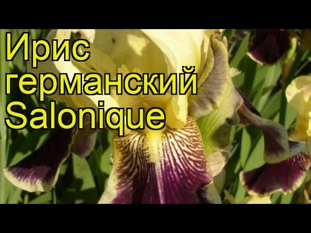 Ирис германский Салоник. Краткий обзор, описание характеристик iris germanica Salonique