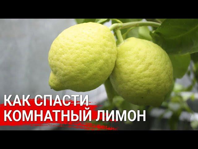 Как спасти комнатный лимон (каламондин)