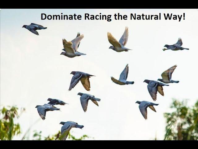 Dominate Racing! Our Natural Health Program during the Race Season