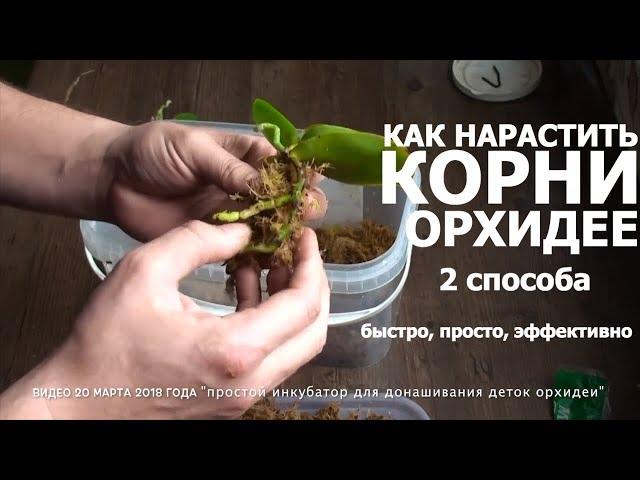 СГНИЛИ КОРНИ у ОРХИДЕИ 2 способа как нарастить корни орхидее быстро и эффективно