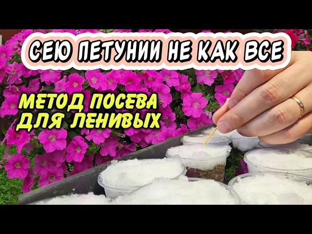 Шикарная рассада петуний из года в год: проверенный способ для ленивых, который экономит время