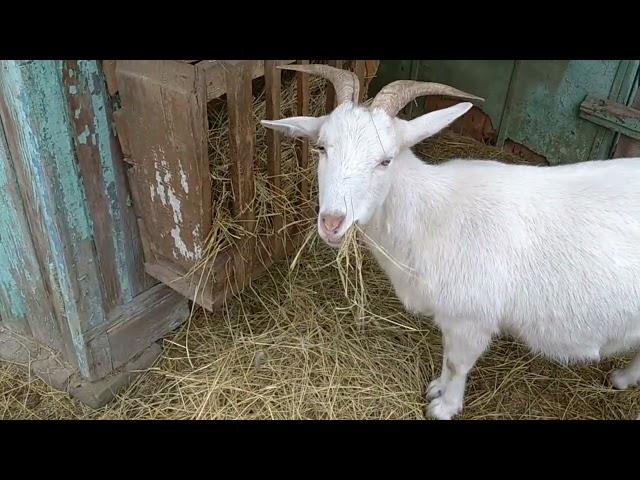 Хозяйство//Море позитива каждый день.