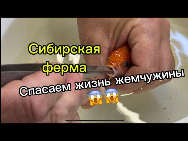 Спасаем жемчужинку от гибели