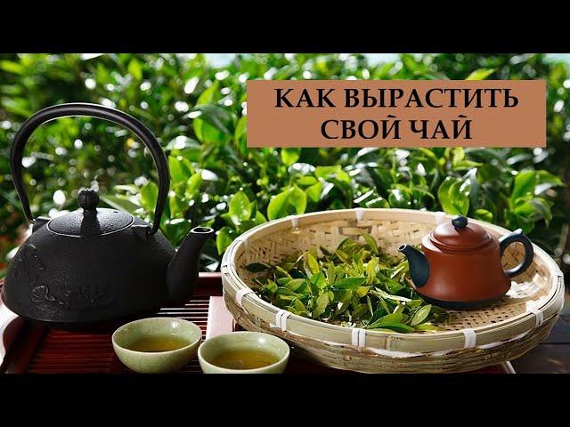 КАК ВЫРАСТИТЬ СВОЙ ЧАЙ. Часть I.