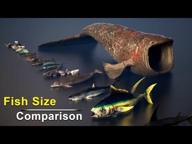 Fish Size Comparison | Smallest and Largest Fish Size Comparison | Data Slide