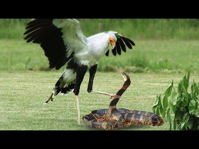 King Cobra Vs Secretary Bird In A Big Fights- Who Will Win ?