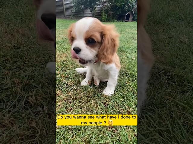My Puppy’s Amazing Journey: A Year in Review️️️