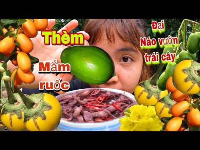 Ăn Sập Vườn Trái Cây Với Chén Mâm Ruốc , Huỳnh Như Vlogs ĂN Hoa Mai Chấm Mắm Ruốc Sẽ NTN