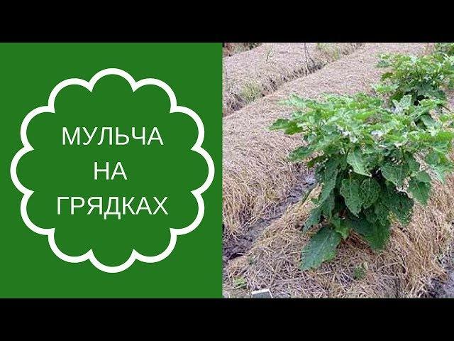 Мульча на грядках