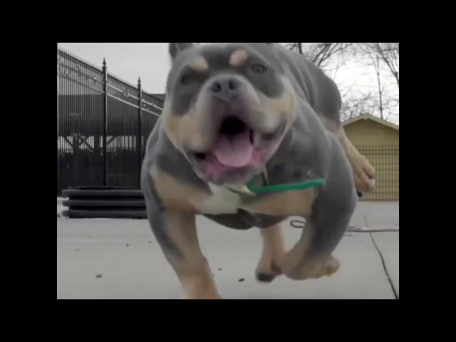 American bully dog big bull fight vs bull | american bully