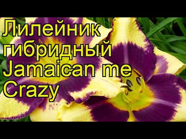 Лилейник гибридный Ямайка ми Крейзи. Краткий обзор, описание hemerocallis Jamaican me Crazy