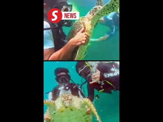 Sabah probing viral video of mistreated sea turtle