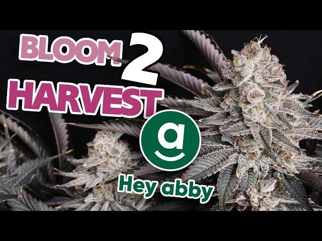 Hey Abby - Bloom to Harvest - Burrrrrrrr