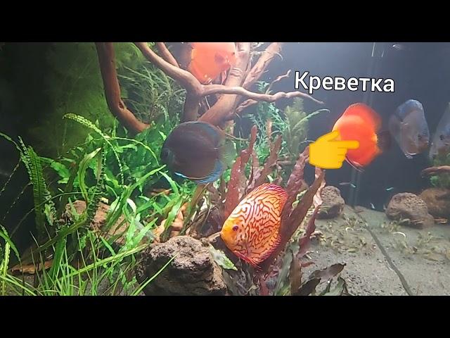 Дискусы и креветки.