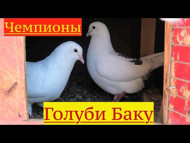 Бакинские голуби Хагани в Баку (Романы)!