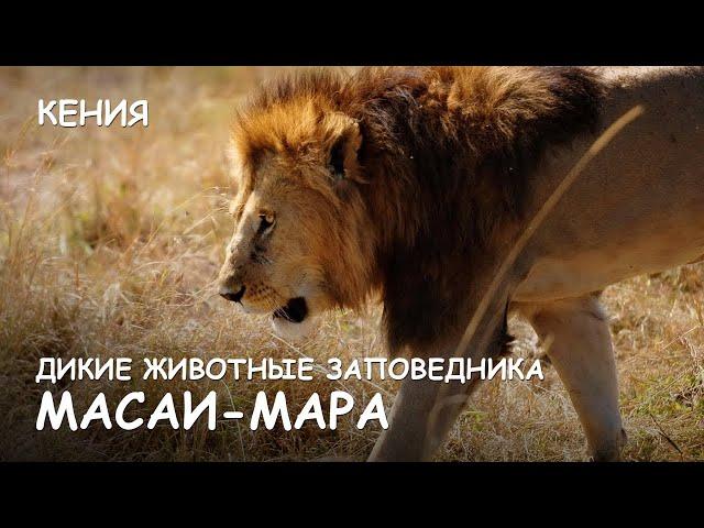 Wildlife of animals from Masai Mara National Park. Kenya. World of Adventures.
