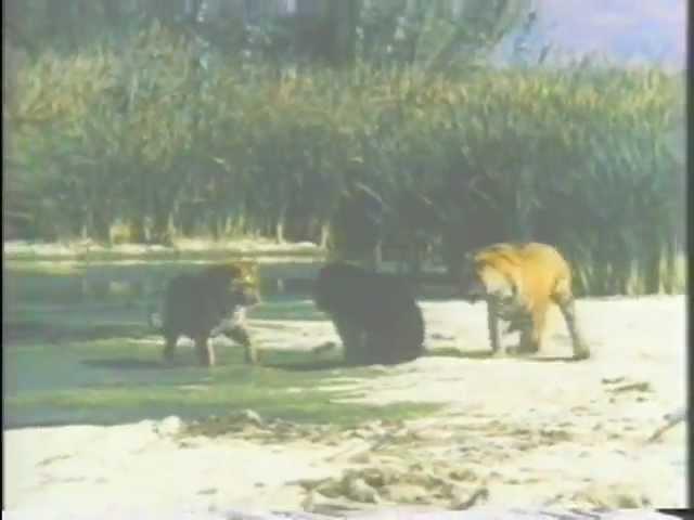 Tigers vs Bear : 2 Bengal Tigers fight an Asiatic Black Bear