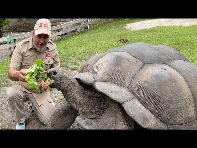 104 YEAR OLD TORTOISE 