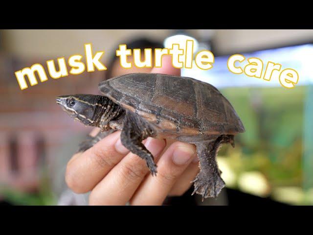 Musk Turtle Care Guide (the best beginner turtle?!)