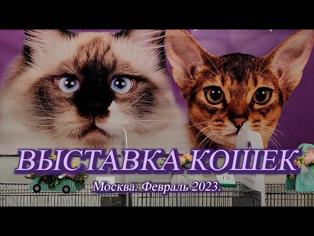 Москва. Февраль 2023. ВДНХ.  Выставка кошек.