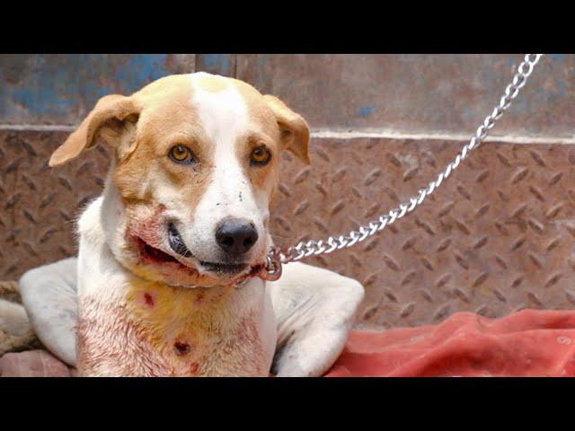 Dog's amazing recovery after leopard attack left him horrifically wounded.