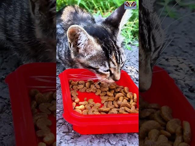 An Unforgettable Moment with the Cute Motherless Kittens I Met at the Park in the Morning. #cats