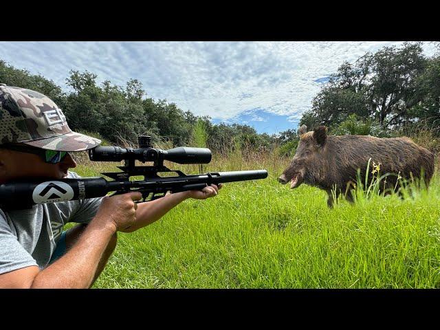 Spot and Stalk Big Wild Boar (Catch & Cook) part 1