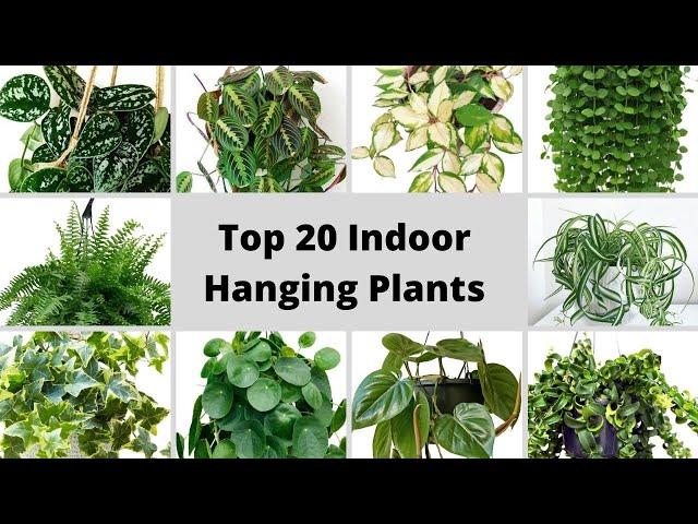 Top 20 Plants for Hanging Baskets || Hanging Plants for Indoor || Plants Identification