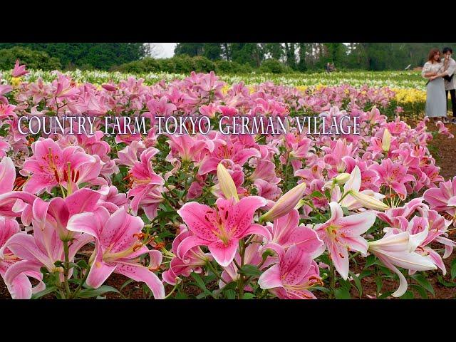 Lilies are in full bloom around Tokyo area. Country farm Tokyo German Village. 東京ドイツ村 #4K #ゆり