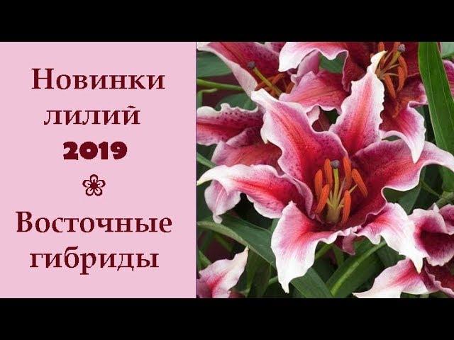  Новинки лилий 2019: Восточные гибриды