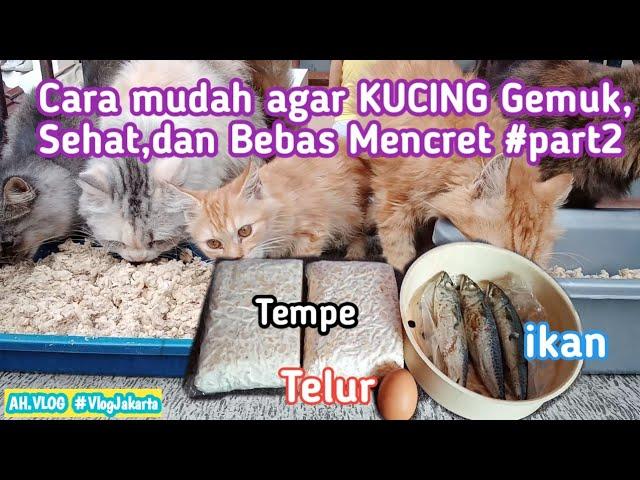 CARA AGAR KUCING SEHAT GEMBUL,BESAR DAN BEBAS DARI MENCERET [] MURAH MERIAH