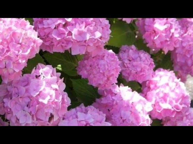 WILL HYDRANGEA BLOOM NEXT YEAR? WHAT SHOULD BE DONE FOR THIS?