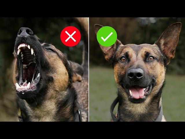 5 CRUCIAL reasons your dog is still reactive... EASY FIX