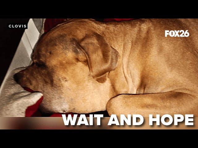 Rattlesnake bite leaves dog to recover at home after vet cost too high; $6,000