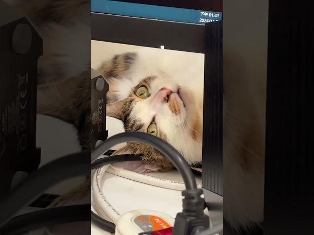 #beanbean #cute #cat #murmur #takeanap