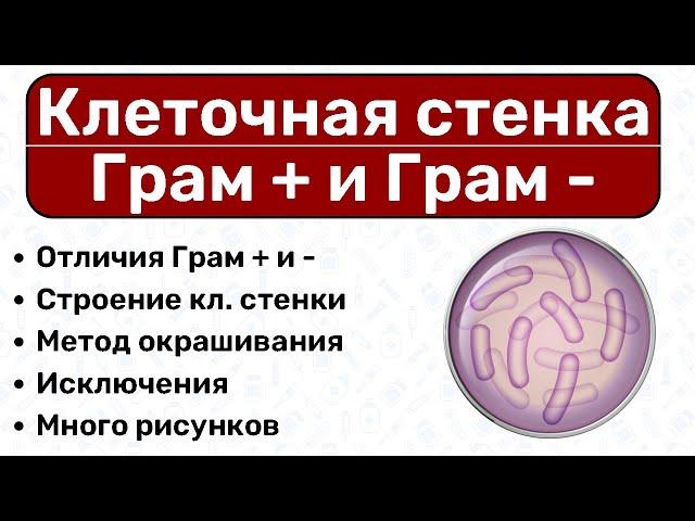 Клеточная стенка бактерий: Грам + и Грам -, окраска по Граму / Микробиология