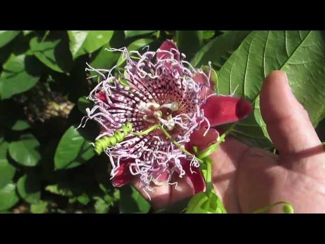 World's largest passionfruit