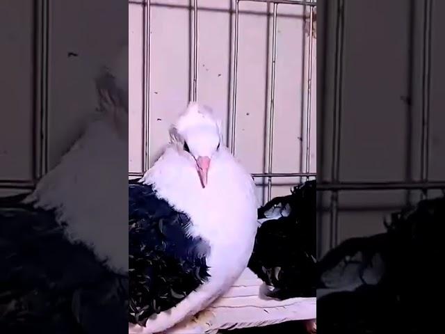 #pigeon #fancypigeon #parrot #fancy #pigeonwings #fancybird #kabootar #whitepigeon #march18 #pet