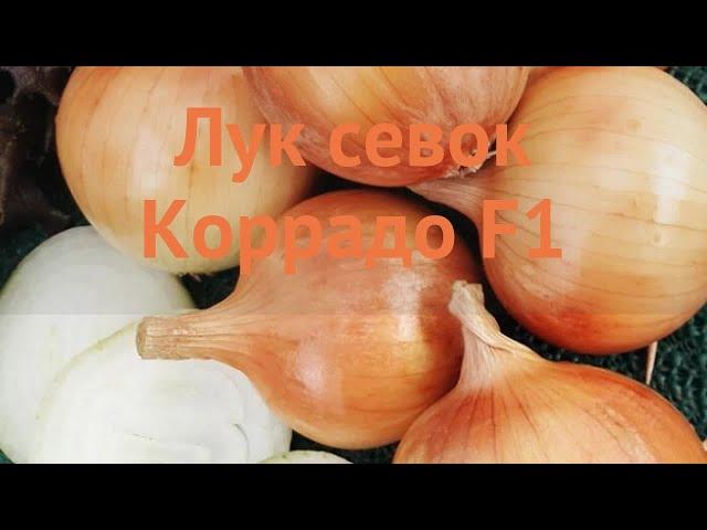 Лук овощной Коррадо F1 (carrodo f1)  обзор: как сажать, лук-севок и чеснок лука Коррадо F1