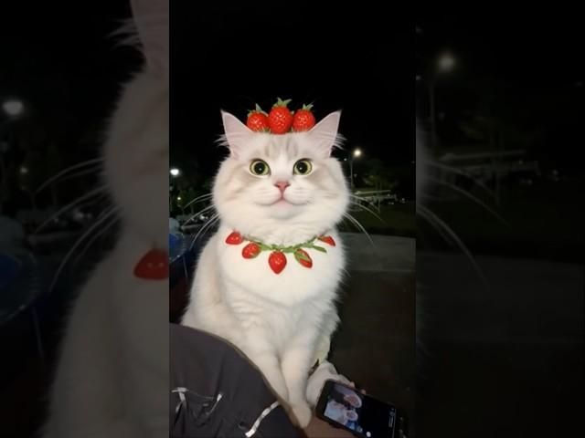 Ya ternyata ante ayu jelmaan kucing  #stroberry #cat #kucing #youtubeshorts