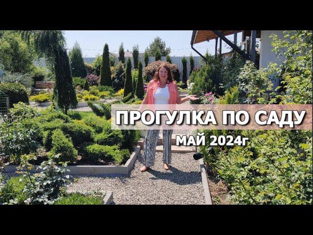 ПРОГУЛКА ПО САДУ МАЙ 2024г. | Цветет ВСЕ: пионы, розы, ирисы, азалии, рододендроны