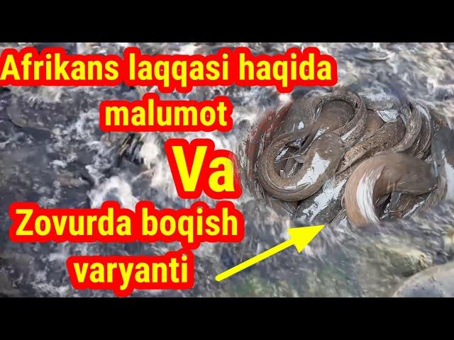 Afrkanskiy laqqa baligʻi # Fish