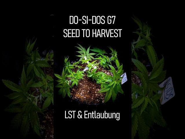 Trainiere deine Pflanzen wie'n Profi! Zu viel Kraut? Versuch's so! #Seedtoharvest #DosiDos