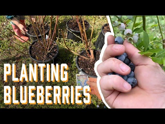 How to Plant Blueberries