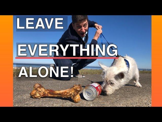 How To Train Your Dog To Leave EVERYTHING Alone -- EVERYWHERE!