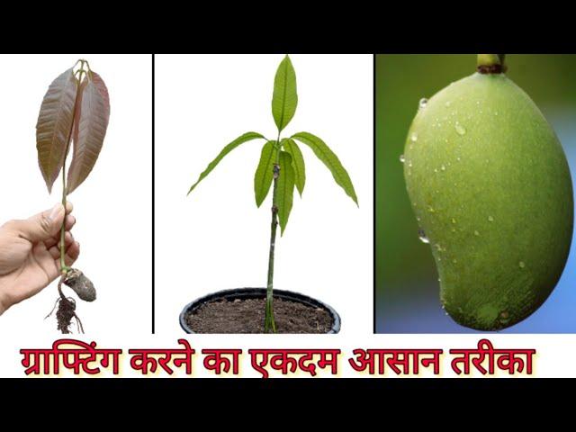 How to Graft Mango || कैसे करें आम में कलम || #mangografting