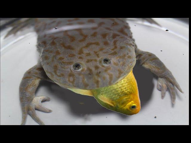 Challenge the frog's food! Failure with the giant fish | IVM Reptile Story