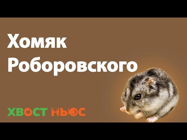 Все о хомяках Роборовского