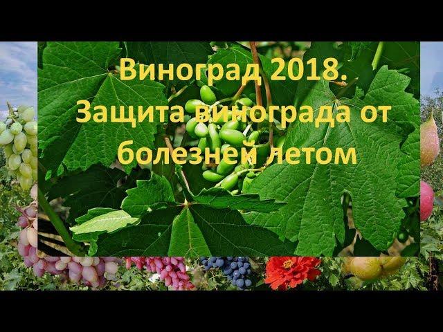 Grapes 2018. Protection of grapes from diseases in summer